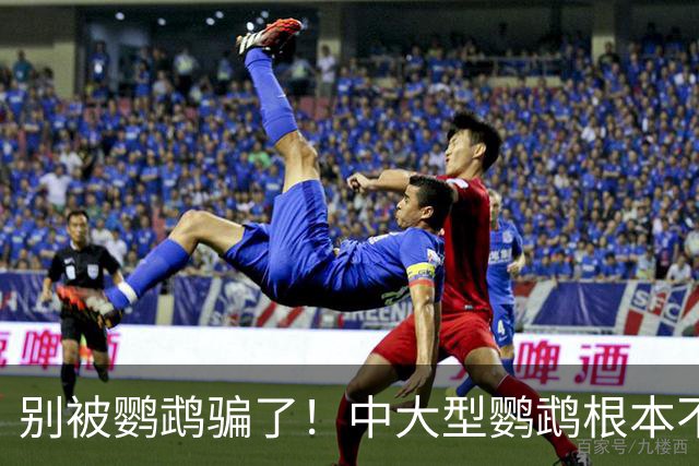 别被鹦鹉骗了！中大型鹦鹉根本不是宠物，是会飞的野生猛禽！